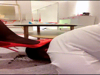 虞姬训家犬