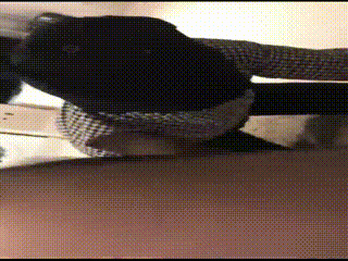 桑爷一次调教两条狗