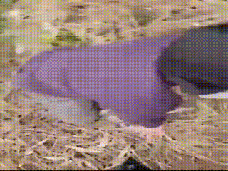 女暴君户外升水调