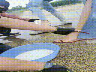 sm视频_狗奴k9827_221158