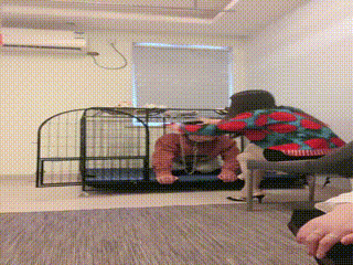 anjing 00_00_00-00_30_38