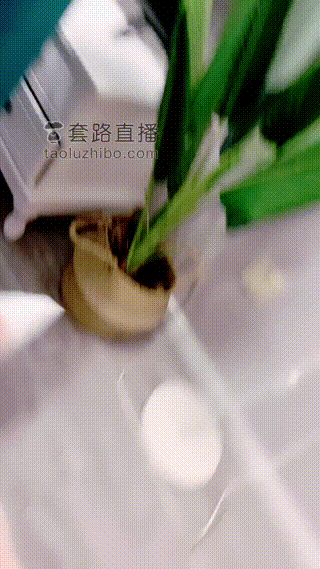 茹雪】女闺蜜入圈首调