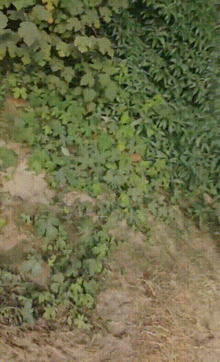 偏不】户外骑马遛狗犬化跪舔长靴白