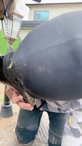 宸宸遛狗幸福生活